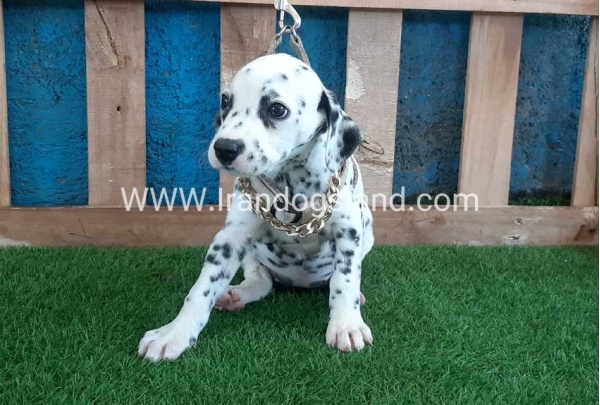 --dalmation-120_5