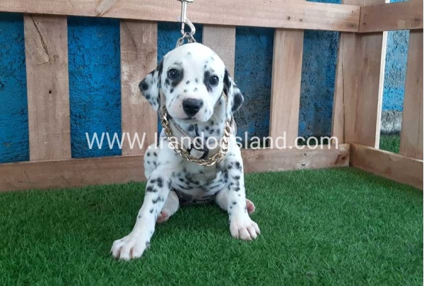 --dalmation-120_6