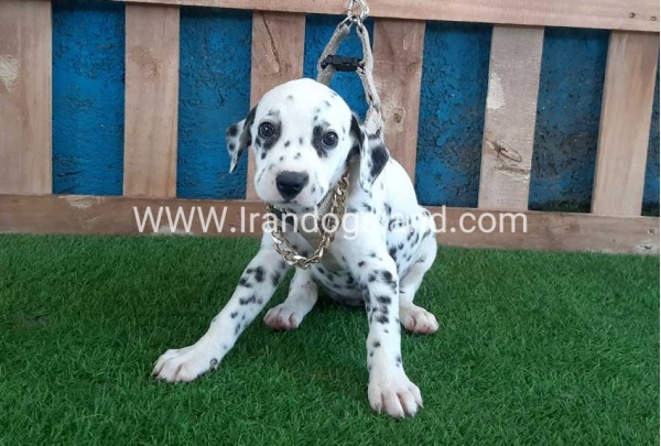 --dalmation-120_7