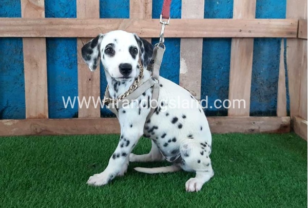 --dalmation-121_1