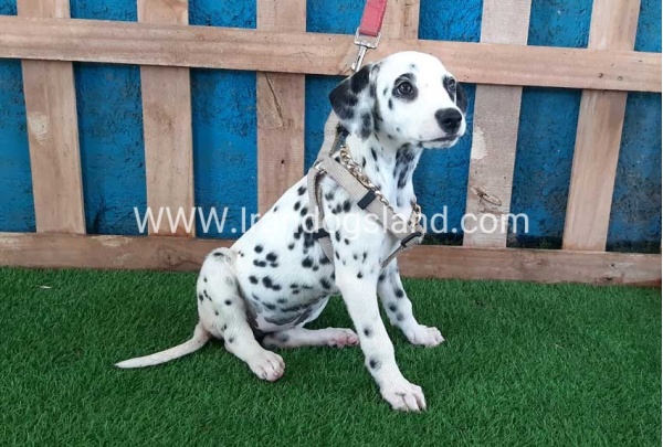 --dalmation-121_10