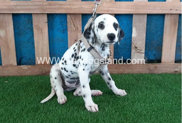 --dalmation-121_11
