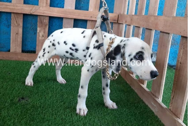 --dalmation-121_12