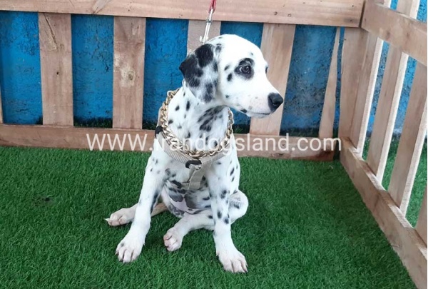 --dalmation-121_2