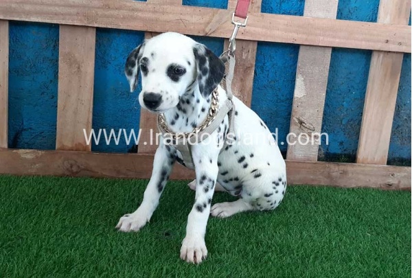 --dalmation-121_3