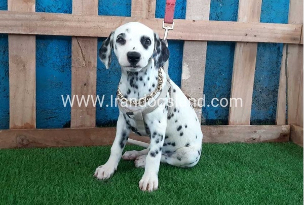 --dalmation-121_4