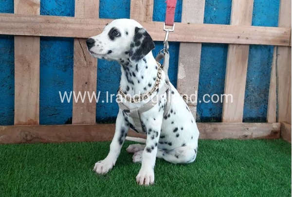 --dalmation-121_5