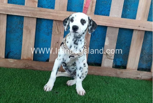 --dalmation-121_6