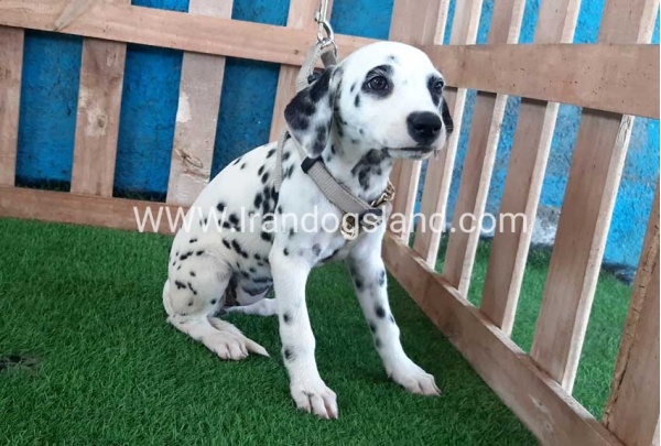 --dalmation-121_7