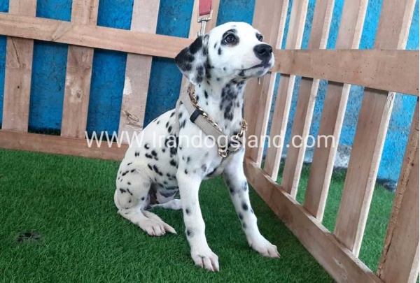 --dalmation-121_8