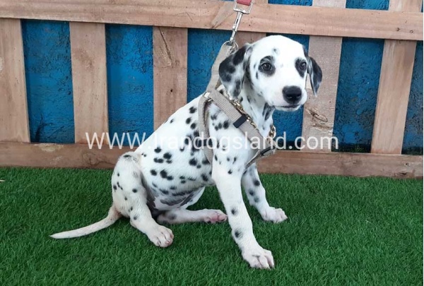 --dalmation-121_9