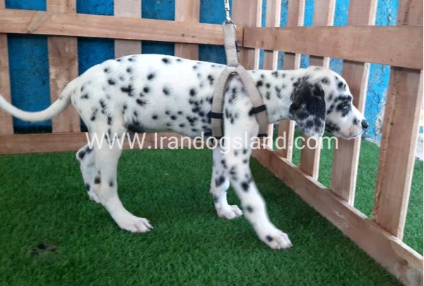 --dalmation-122_3