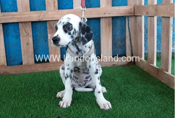 --dalmation-122_4