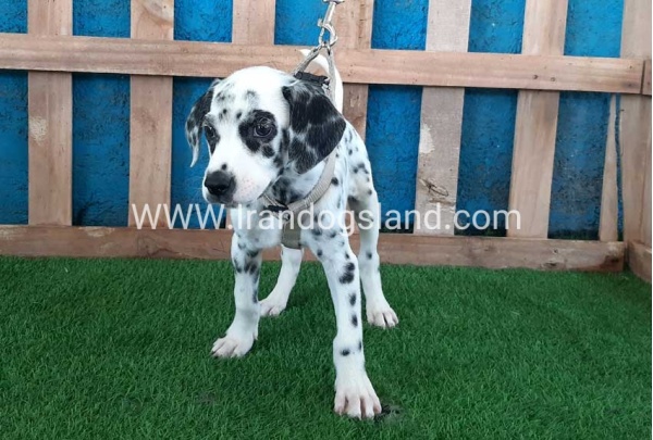 --dalmation-122_5