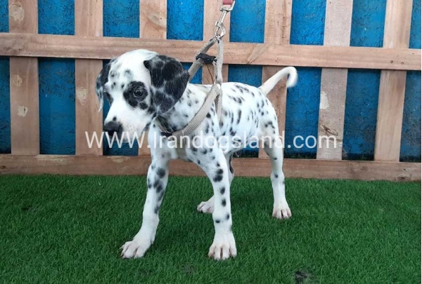 --dalmation-122_6