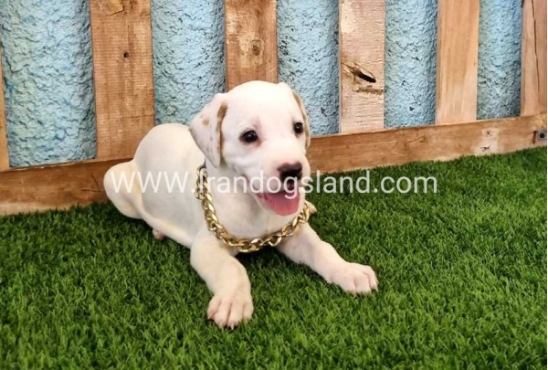 --dalmation-134_1_2076364831