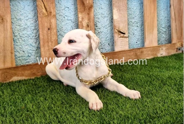 --dalmation-134_2_1602948386