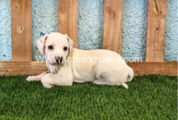 --dalmation-134_3_268664215