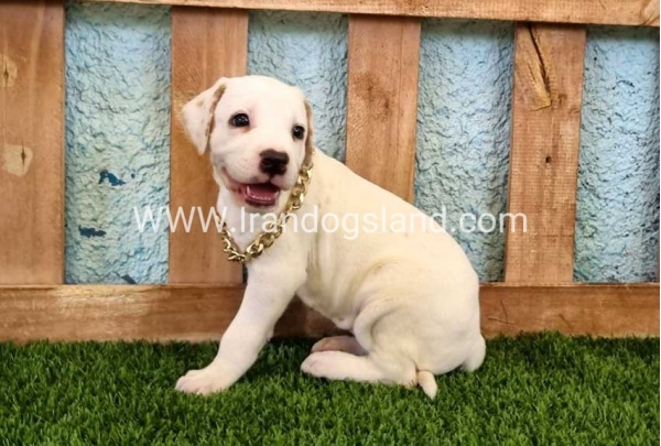 --dalmation-134_4_1113038649