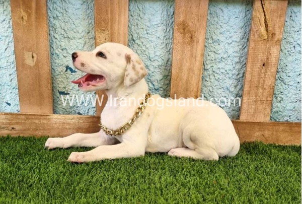--dalmation-134_5_832435538