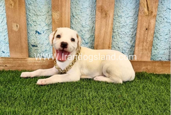 --dalmation-134_6_743214295