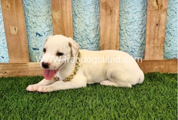 --dalmation-134_7_1440168923