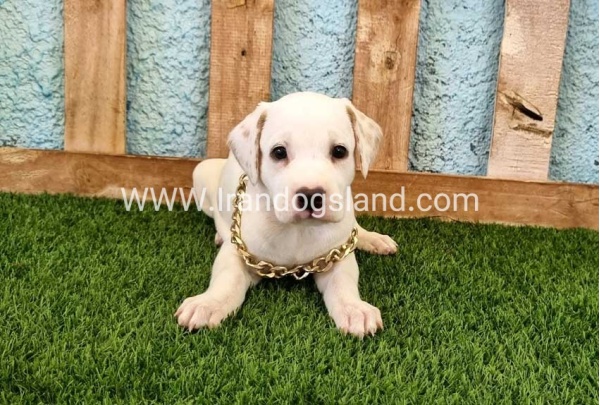 --dalmation-134_8_2108401175