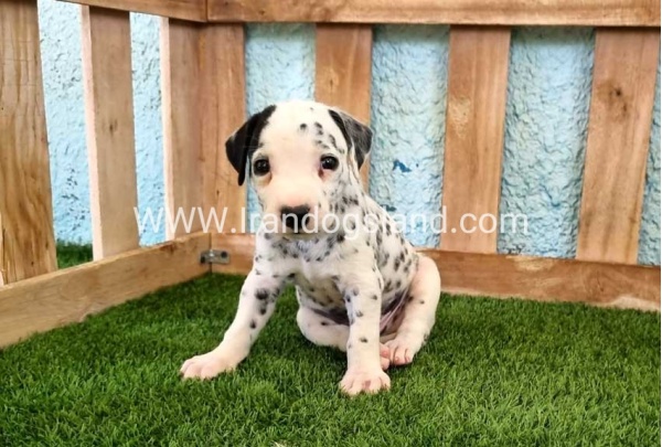 --dalmation-137_1