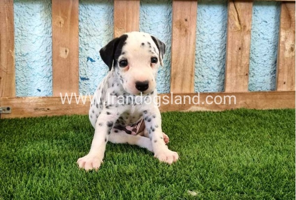 --dalmation-137_2