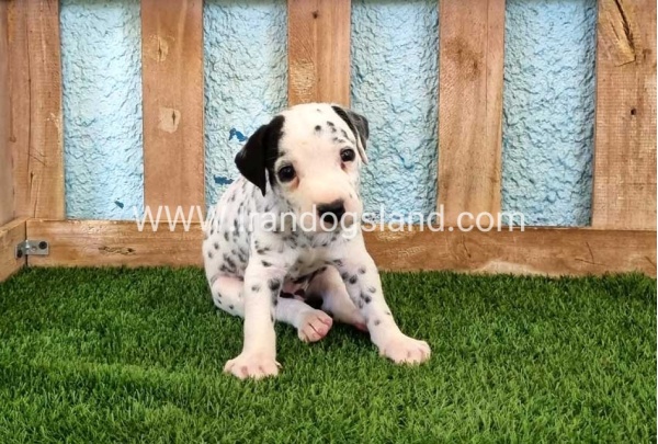 --dalmation-137_3