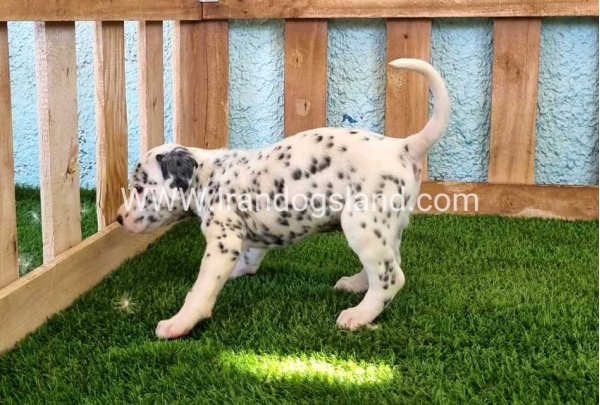 --dalmation-137_4