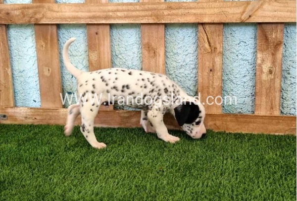 --dalmation-137_5