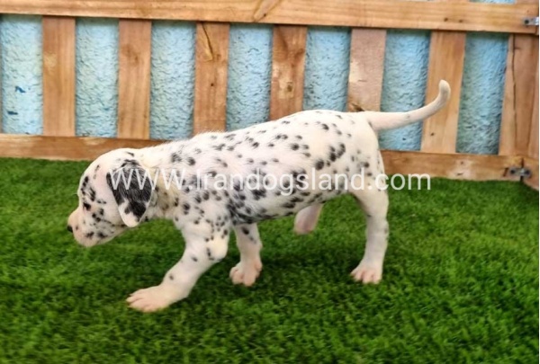 --dalmation-137_6