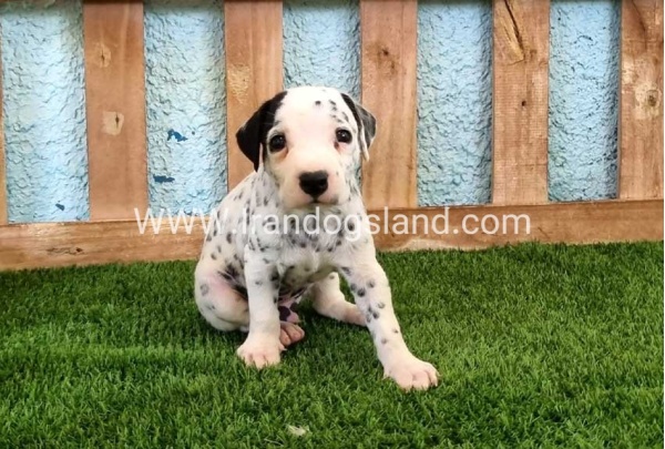 --dalmation-137_7