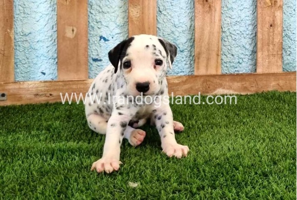 --dalmation-137_8