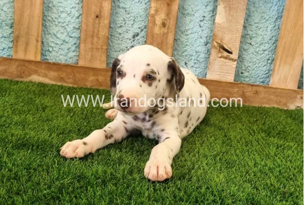 --dalmation-139_1