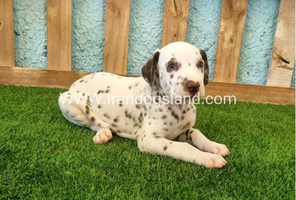 --dalmation-139_10