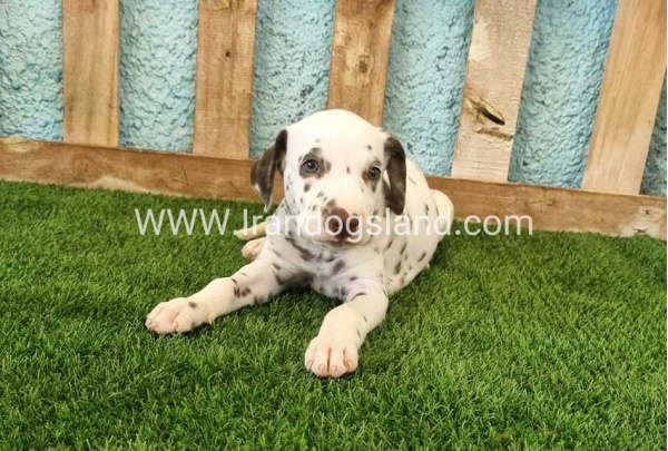 --dalmation-139_2