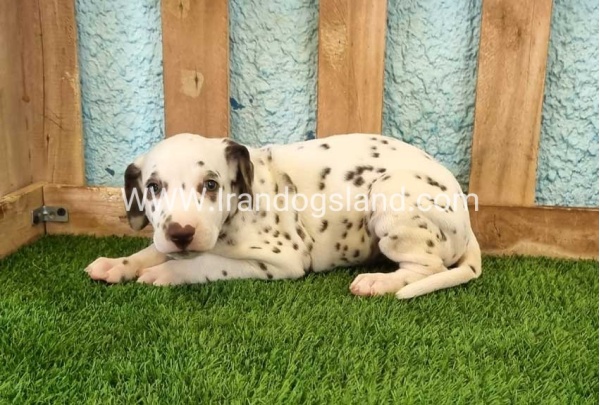 --dalmation-139_3