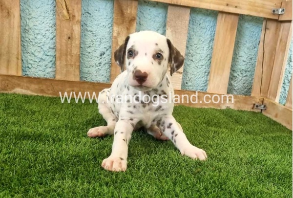 --dalmation-139_4