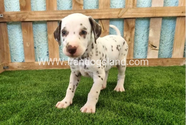--dalmation-139_5
