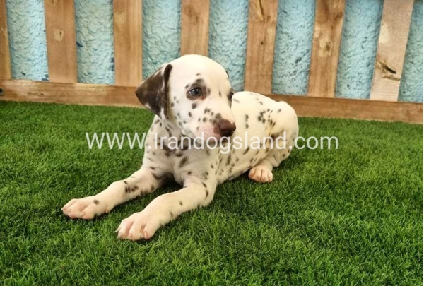 --dalmation-139_6