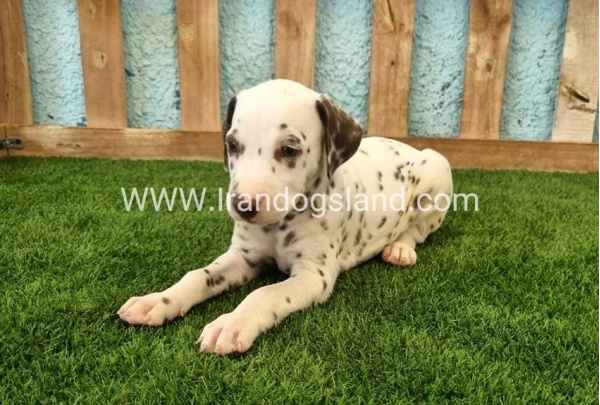 --dalmation-139_7