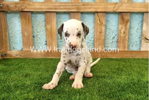 --dalmation-139_8