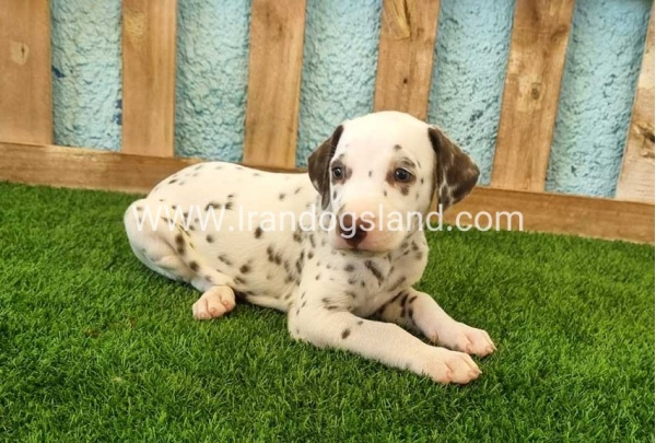 --dalmation-139_9
