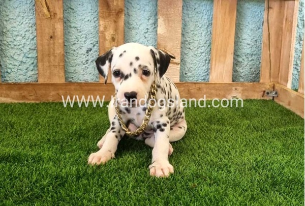 --dalmation-140_1