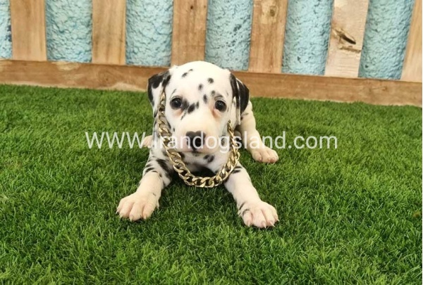 --dalmation-140_2