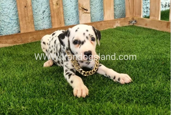 --dalmation-140_3