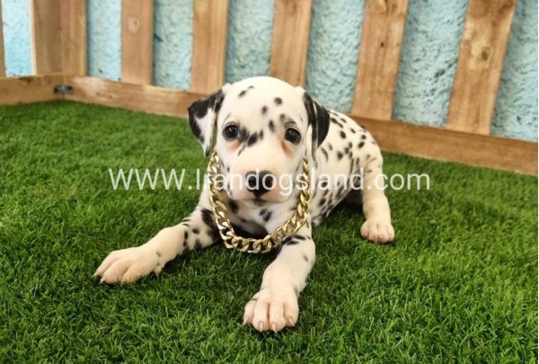 --dalmation-140_4