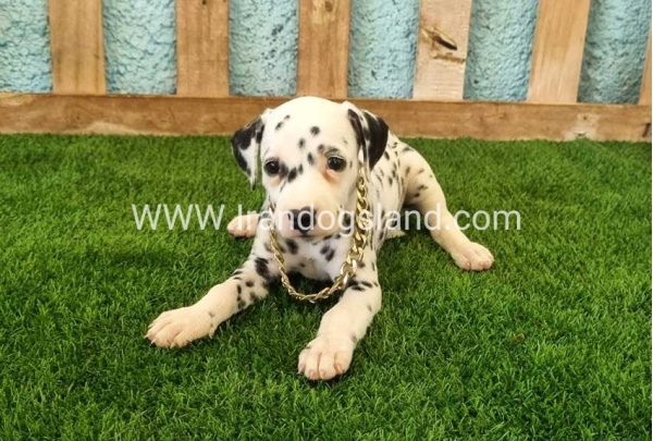 --dalmation-140_5